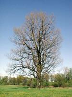 Památný strom Topol černý, Jistebník