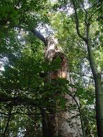 PR Kotvice - naučná stezka - torzo dubu, ChKO Poodří